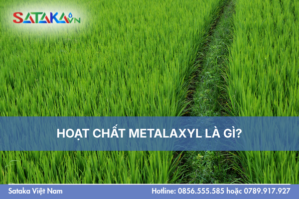 HOẠT CHẤT METALAXYL LÀ GÌ?