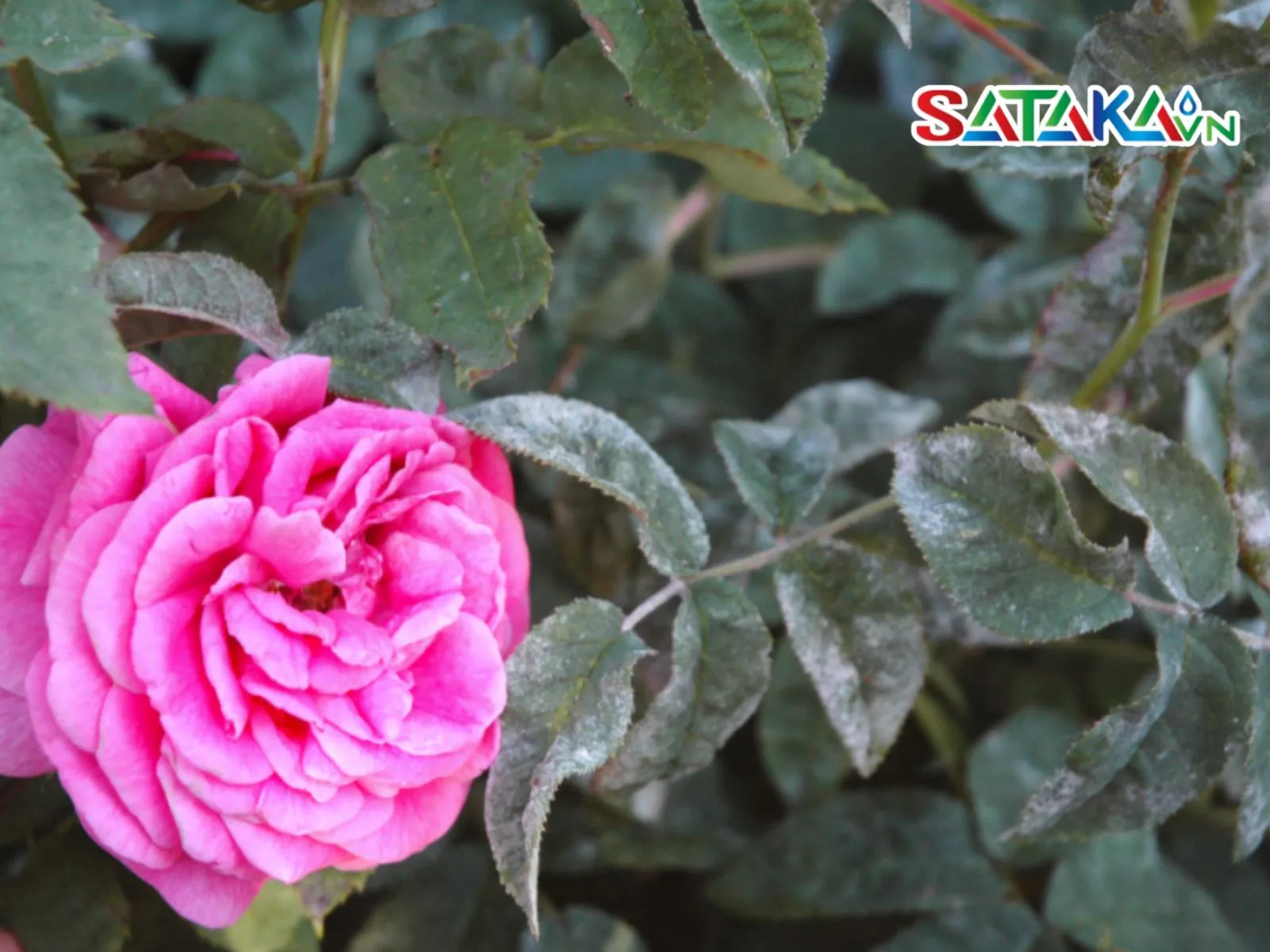 មូលហេតុនៃជំងឺផ្សិតលើផ្កាកុលាប