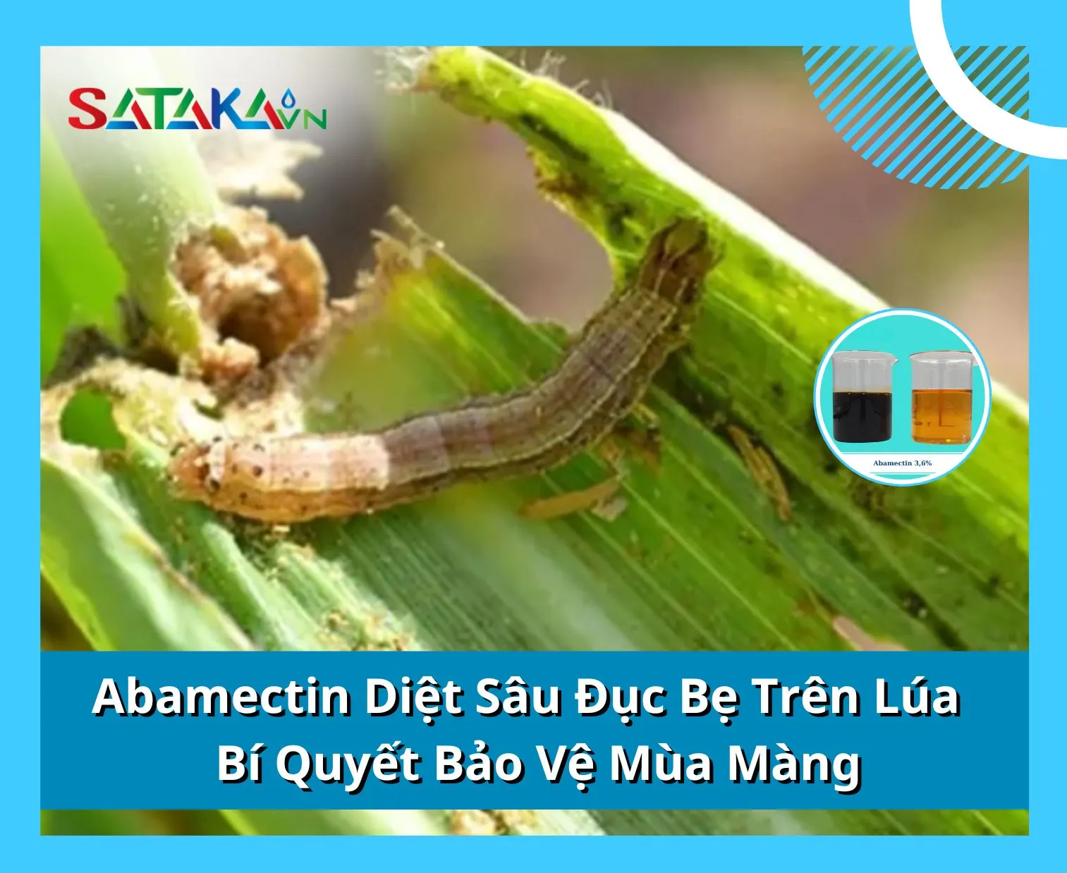 Abamectin Diệt Sâu Đục Bẹ Trên Lúa - Bí Quyết Bảo Vệ Mùa Màng