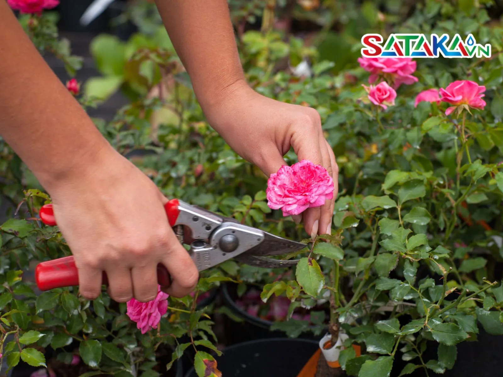 Pruning roses