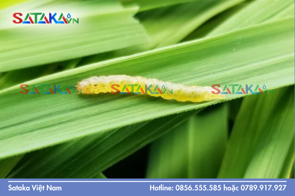 Công nghệ vận chuyển hạt siêu mịn của dạng bào chế SC