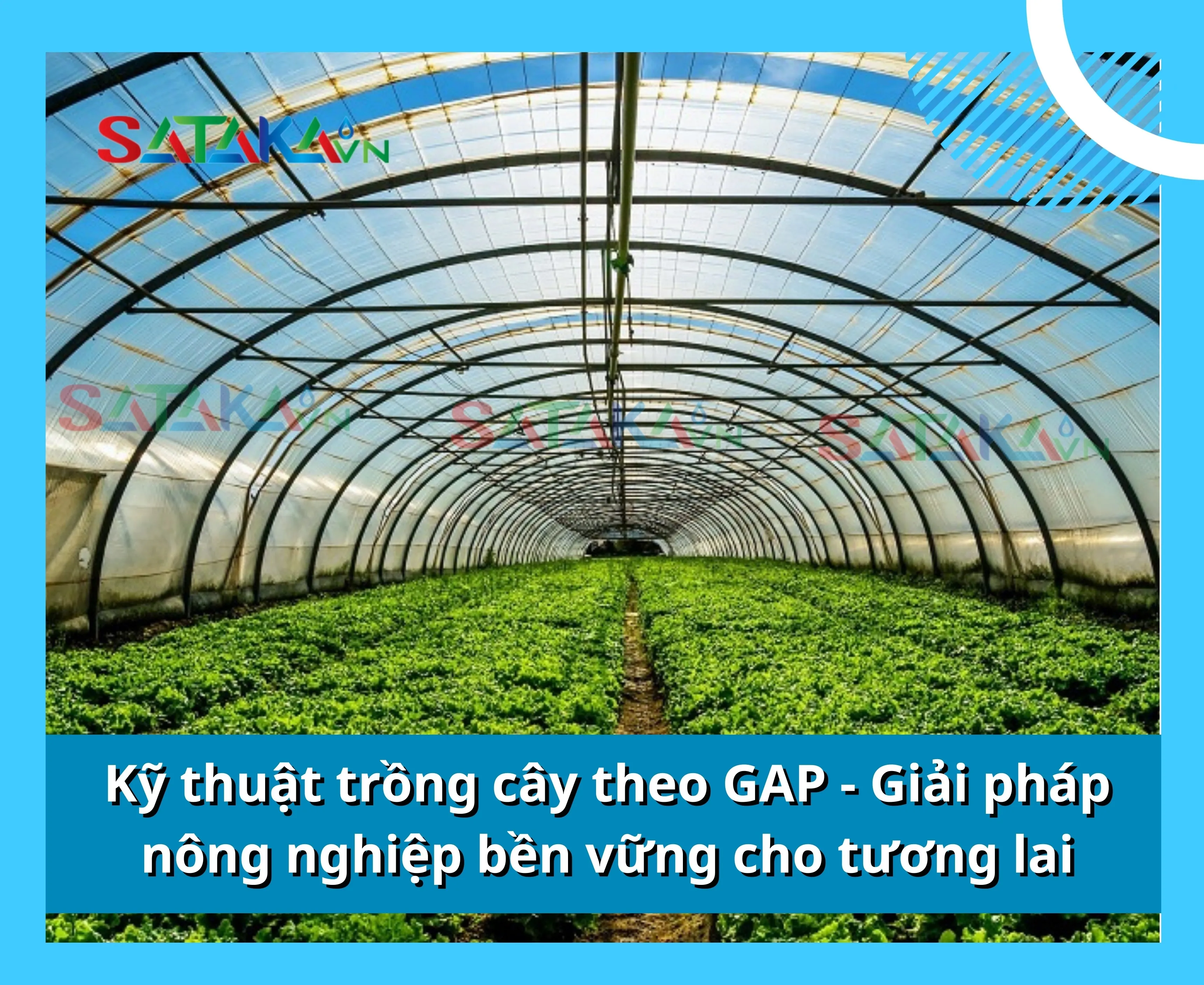 Kỹ thuật trồng cây theo GAP - Giải pháp nông nghiệp bền vững cho tương lai