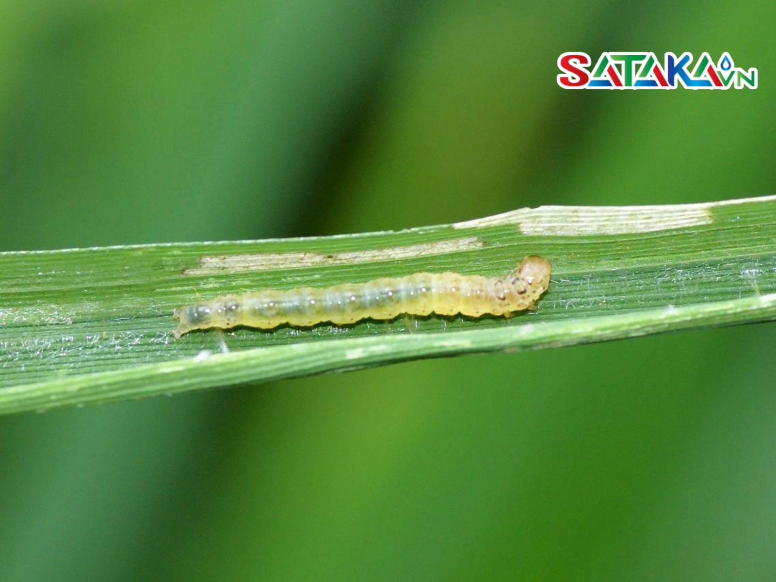 Cartap Effectively Controls Leaf Folder Caterpillars on Rice