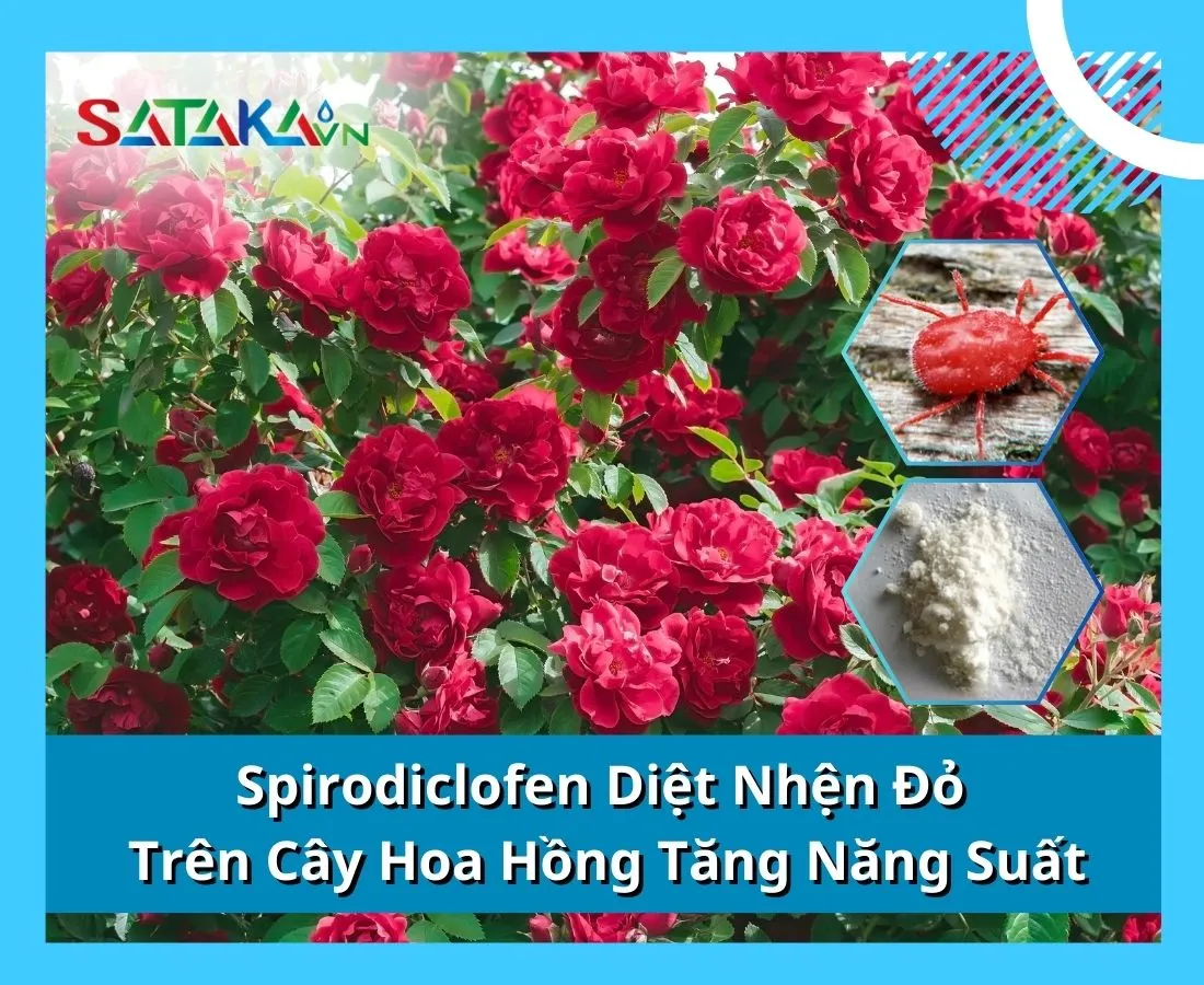 Spirodiclofen Diệt Nhện Đỏ Trên Cây Hoa Hồng Tăng Năng Suất