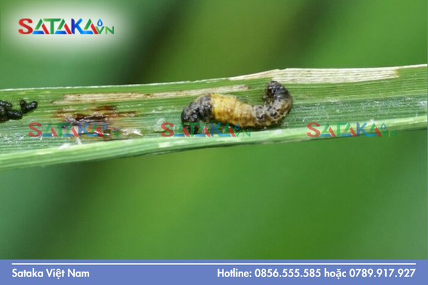 Bản chất cơ chế vị độc (Stomach Action) là gì?