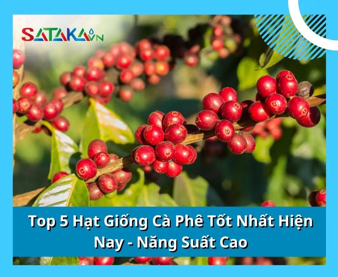 Top 5 Hạt Giống Cà Phê Tốt Nhất Hiện Nay - Năng Suất Cao