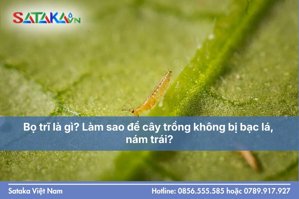 Bọ trĩ là gì? Làm sao để cây trồng không bị bạc lá, nám trái?
