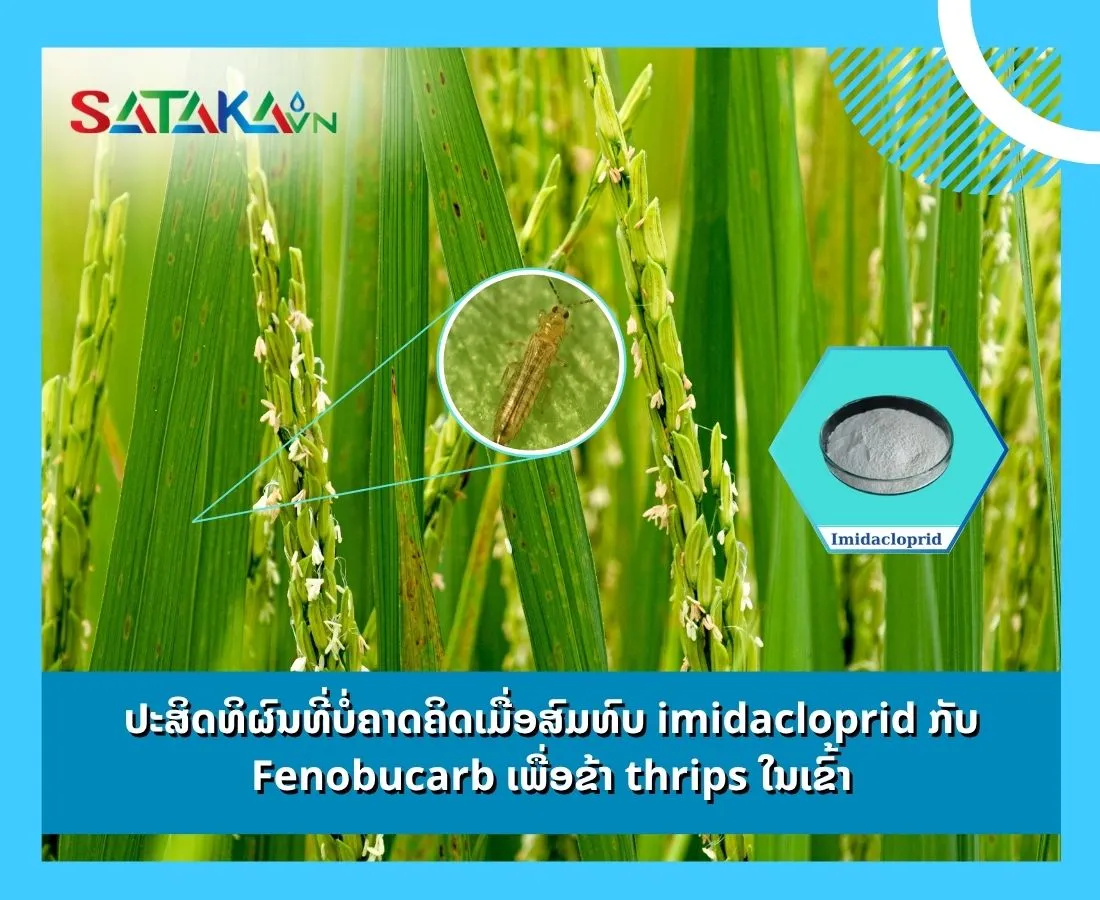 ປະສິດທິຜົນທີ່ບໍ່ຄາດຄິດເມື່ອສົມທົບ Imidacloprid ກັບ Fenobucarb ເພື່ອຂ້າ thrips ໃນເຂົ້າ