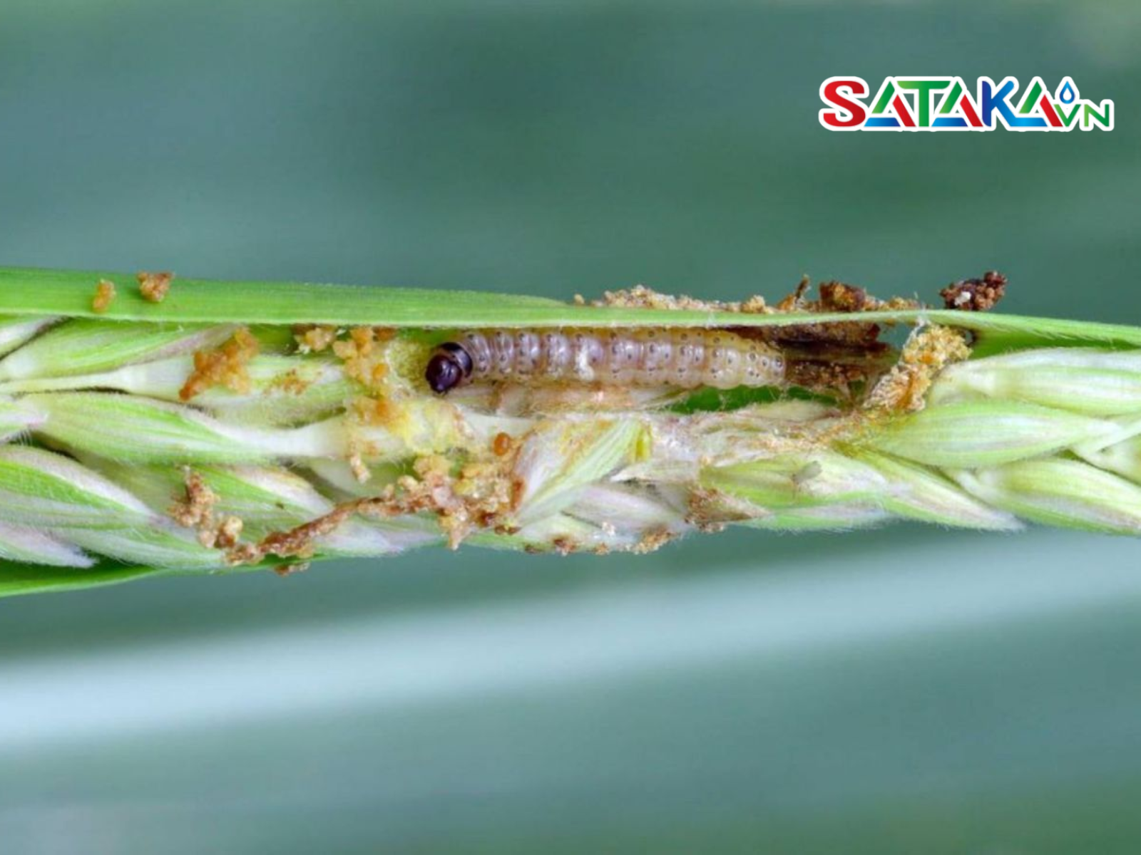 Cartap diệt sâu đục thân trên lúa
