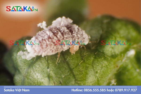 Sataka – Năng lực cung ứng hoạt chất quản lý rệp sáp theo mùa vụ