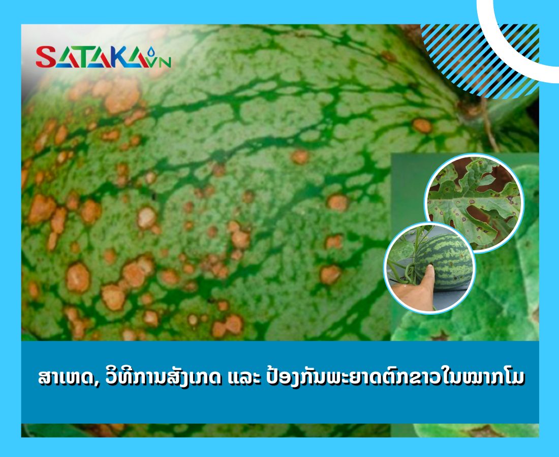 ສາເຫດ, ວິທີການສັງເກດ ແລະ ປ້ອງກັນພະຍາດຕົກຂາວໃນໝາກໂມ