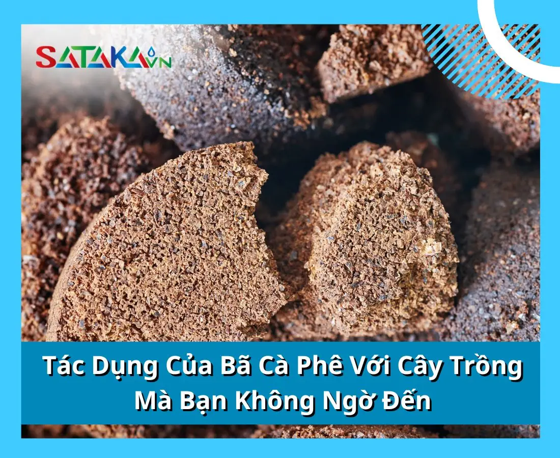 Tác Dụng Của Bã Cà Phê Với Cây Trồng Mà Bạn Không Ngờ Đến