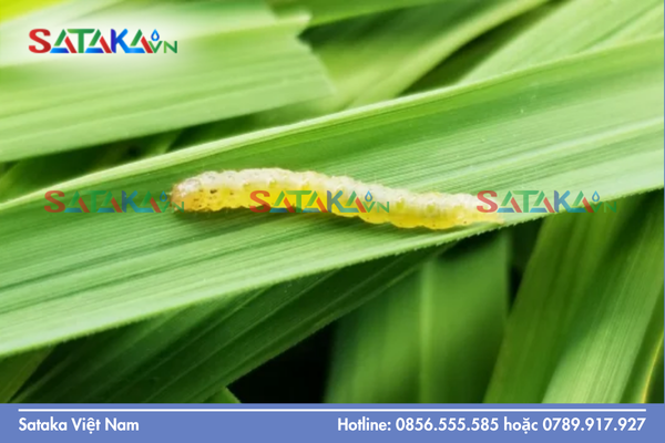 Đặc điểm ưu việt của SATA-CHLORFENTHRIN 380SC nồng độ cao