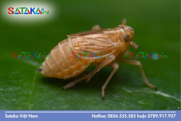 Nhóm rầy hại lúa: Nhận diện rầy nâu, rầy lưng trắng và rầy xanh