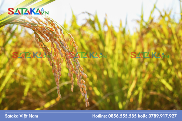 Câu hỏi thường gặp