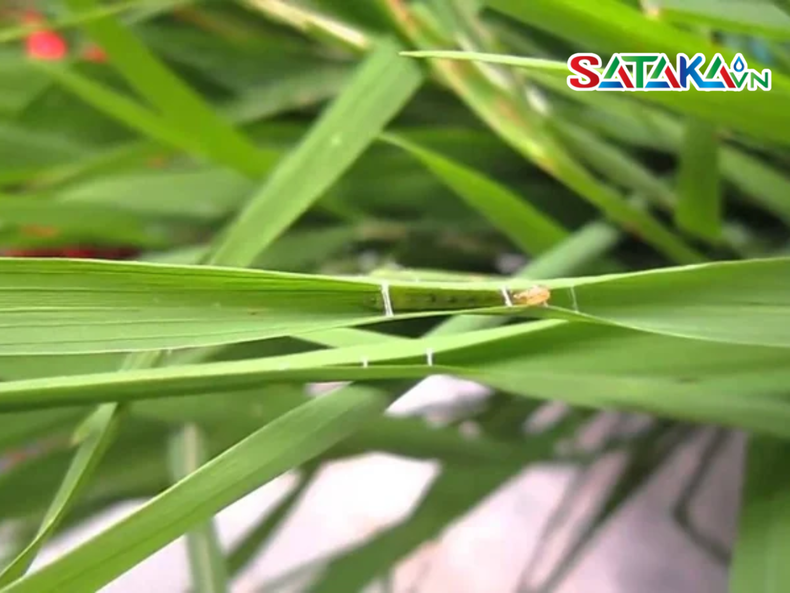 Cartap Effectively Controls Leaf Folder Caterpillars on Rice