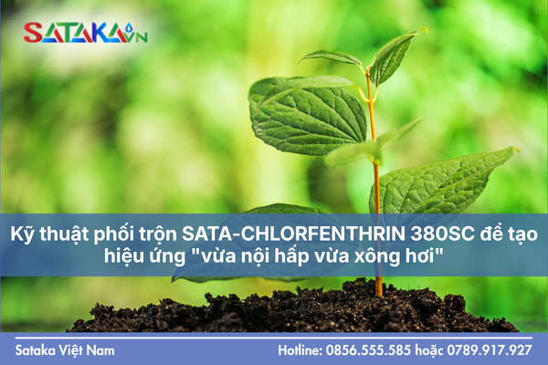 Kỹ thuật phối trộn SATA-CHLORFENTHRIN 380SC để tạo hiệu ứng "vừa nội hấp vừa xông hơi"