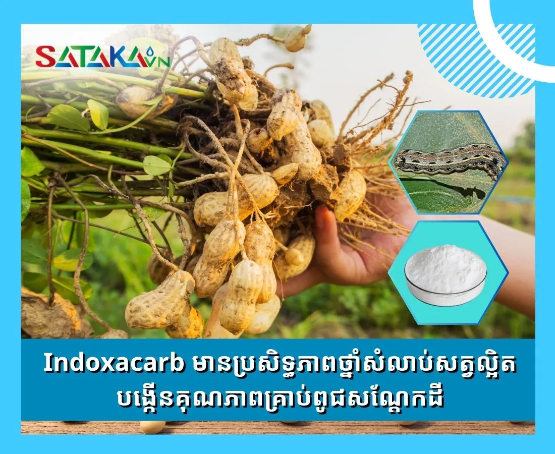 ថ្នាំសំលាប់សត្វល្អិត Indoxacarb នៅលើដើមសណ្តែកដី