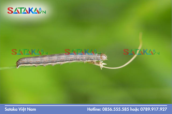 Bản chất lý hóa: Dạng SC và EC khác nhau như thế nào?