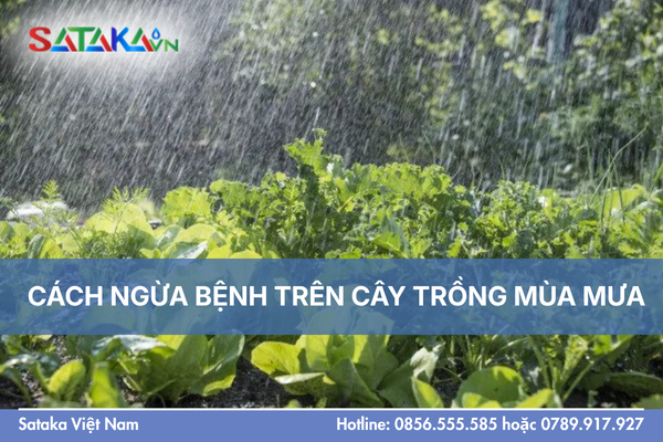 CÁCH NGỪA BỆNH TRÊN CÂY TRỒNG MÙA MƯA