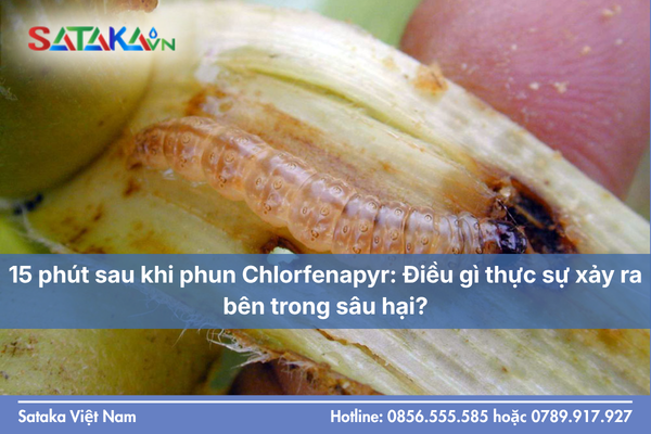 15 phút sau khi phun Chlorfenapyr: Điều gì thực sự xảy ra bên trong sâu hại?