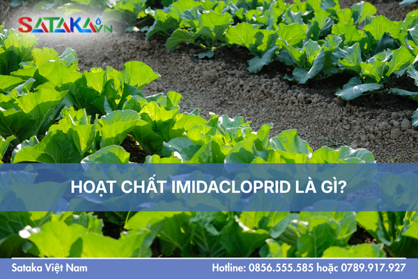 HOẠT CHẤT IMIDACLOPRID LÀ GÌ?