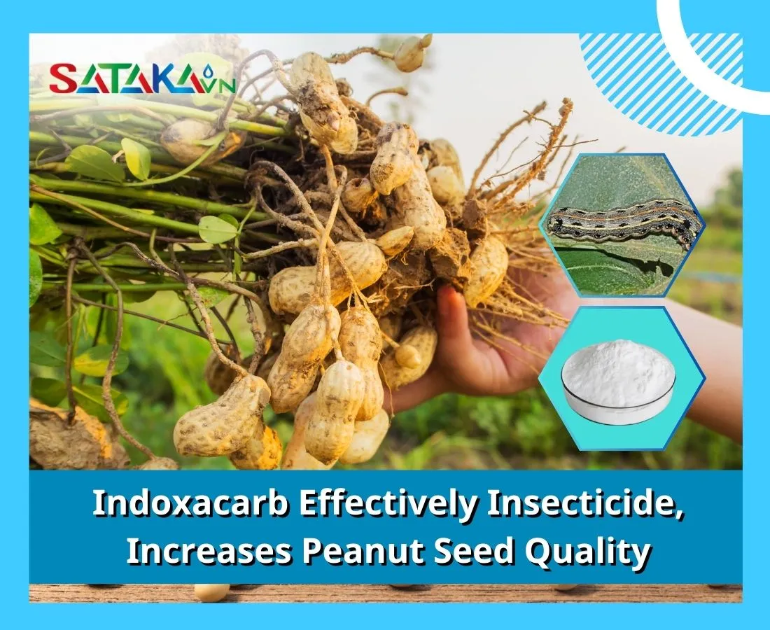 Indoxacarb Effectively Insecticide, Increases Peanut Seed Quality