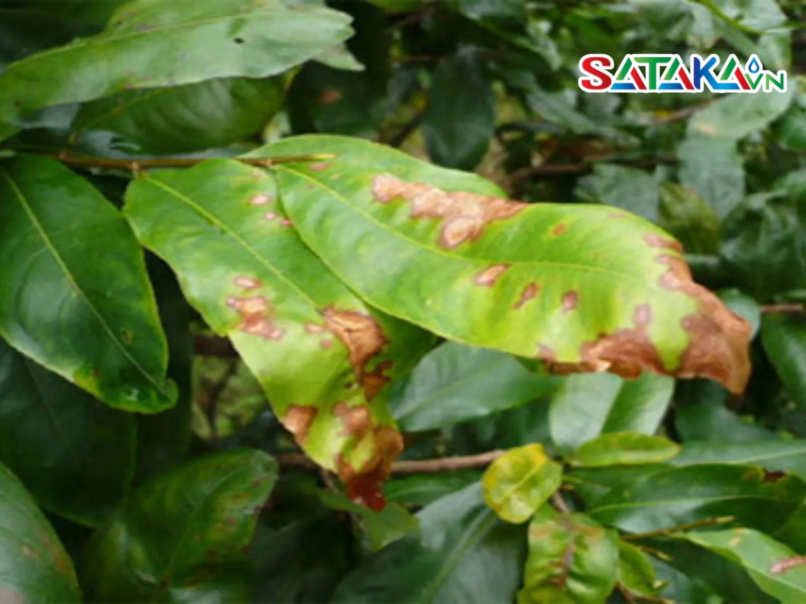 Signs of leaf blight disease on yellow apricot trees