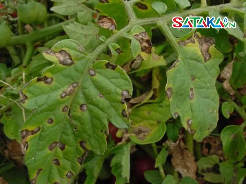 Identifying Black Mold Disease - Damage Agent to Tomato Leaves