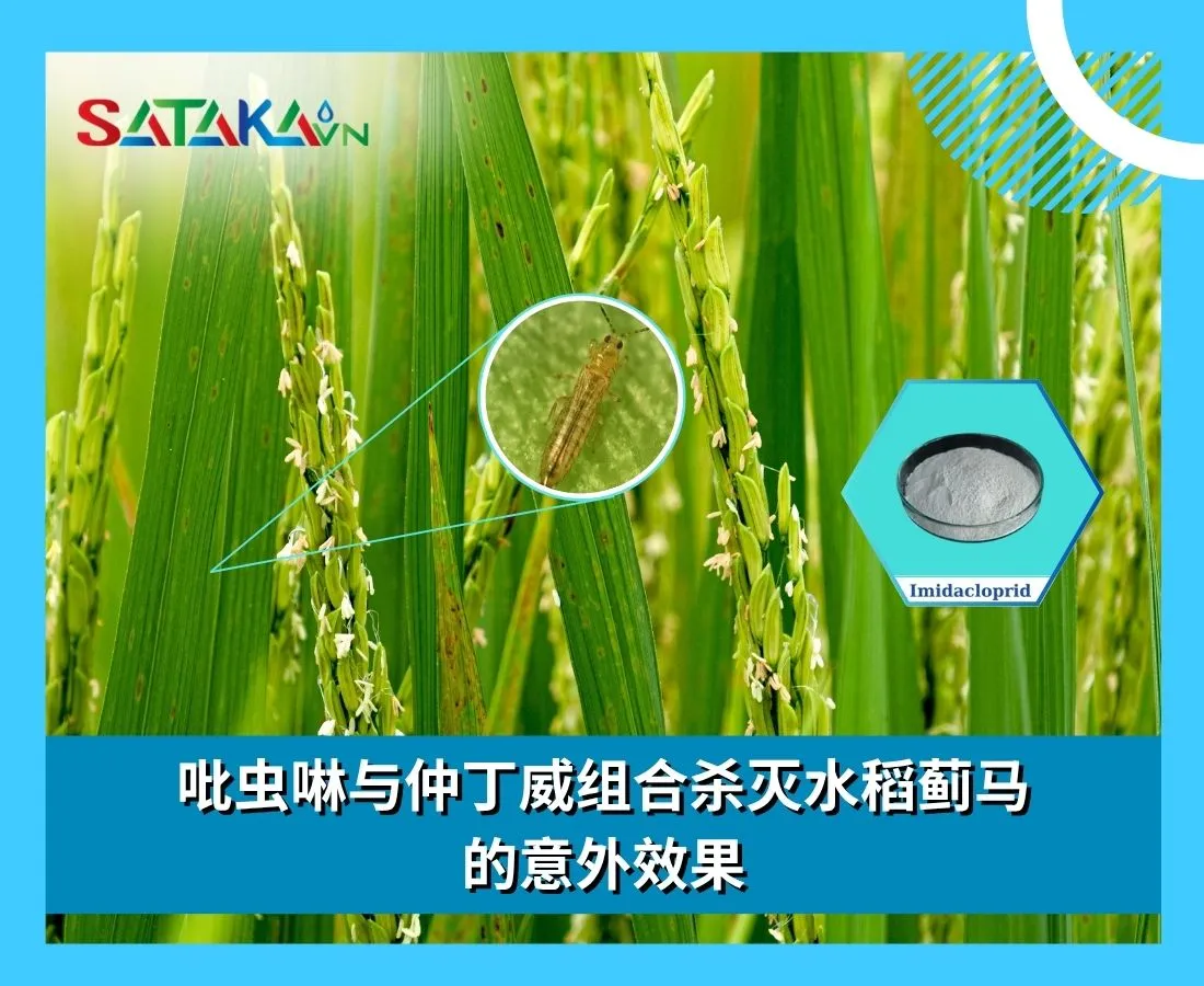 吡虫啉与仲丁威组合杀灭水稻蓟马的意外效果