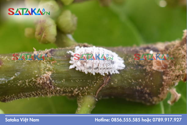  Các giai đoạn sinh trưởng "nhạy cảm" của cây trồng cần bảo vệ