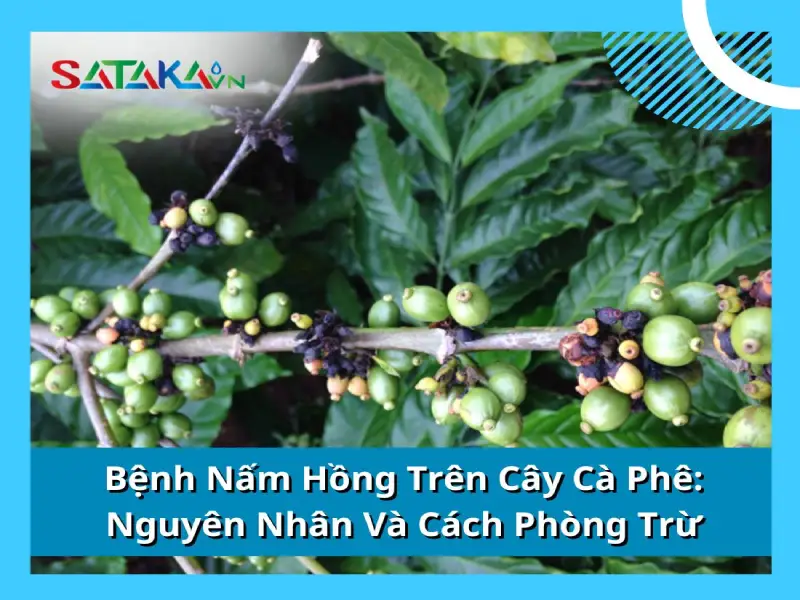 Bệnh Nấm Hồng Trên Cây Cà Phê | Nguyên Nhân Và Cách Phòng Trừ