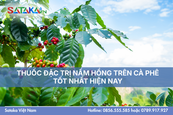 THUỐC ĐẶC TRỊ NẤM HỒNG TRÊN CÀ PHÊ TỐT NHẤT HIỆN NAY