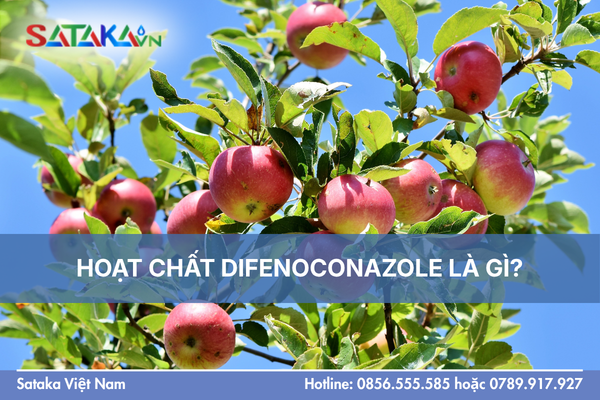 HOẠT CHẤT DIFENOCONAZOLE LÀ GÌ?