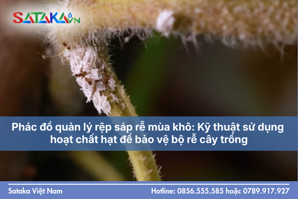 Phác đồ quản lý rệp sáp rễ mùa khô: Kỹ thuật sử dụng hoạt chất hạt để bảo vệ bộ rễ cây trồng