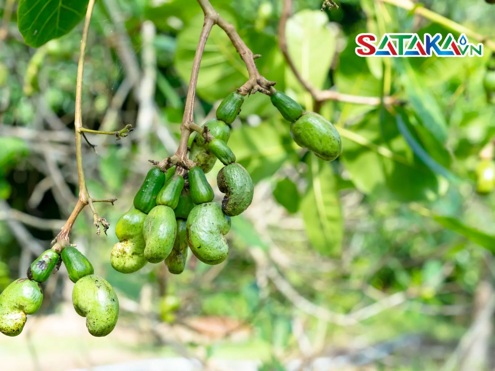 Monitor and control pests in cashew gardens