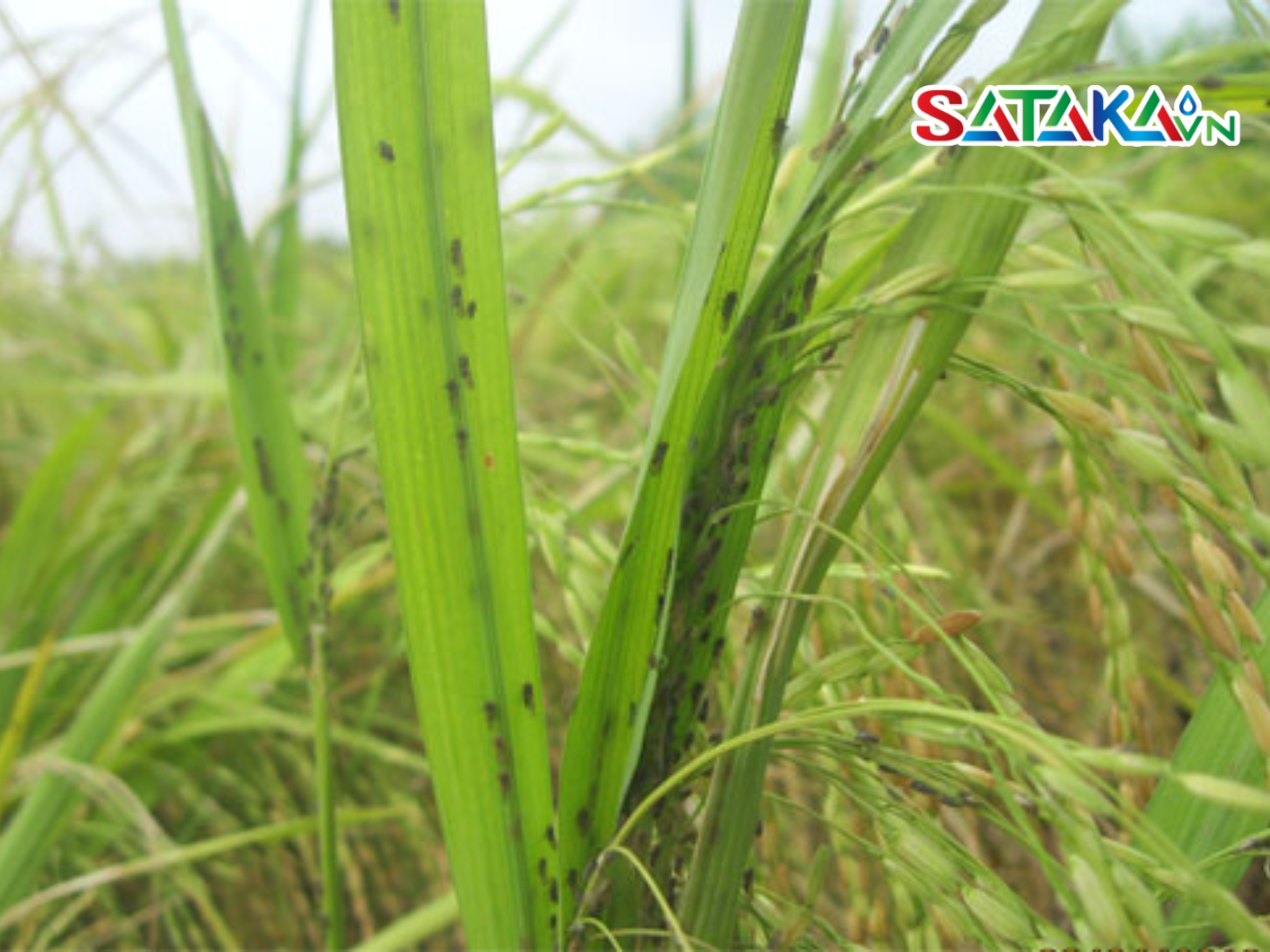ານປະສົມປະສານ Dinotefuran ແລະ Buprofezin ກຳຈັດເພ້ຍກະໂດດສີນ້ຳຕານໃນເຂົ້າ
