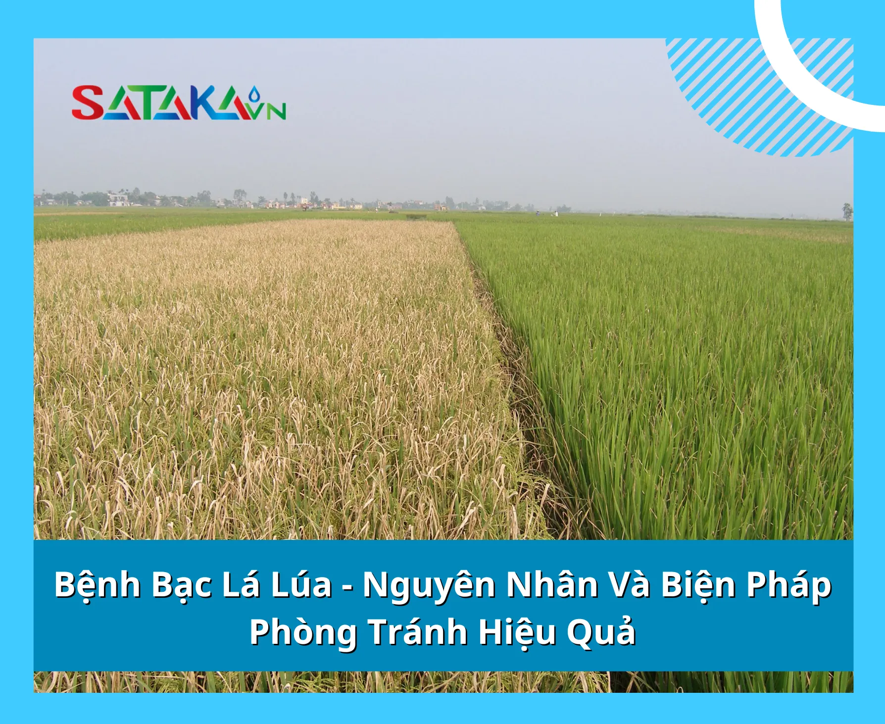 Bệnh Bạc Lá  Lúa - Nguyên Nhân Và Biện Pháp Phòng Tránh Hiệu Quả