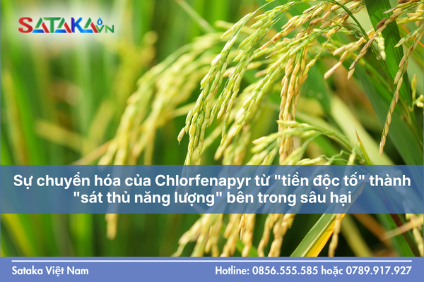 Sự chuyển hóa của Chlorfenapyr từ "tiền độc tố" thành "sát thủ năng lượng" bên trong sâu hại