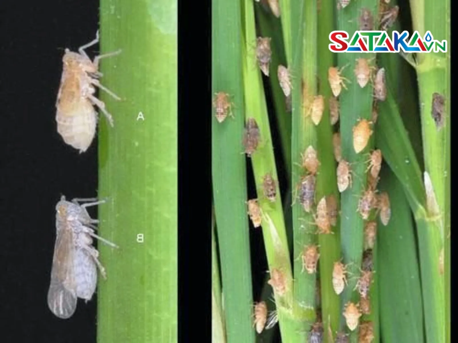 How to prevent brown planthoppers