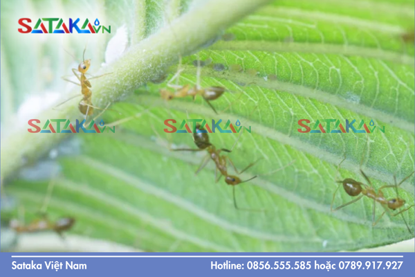 Mối quan hệ cộng sinh giữa rệp sáp và loài kiến