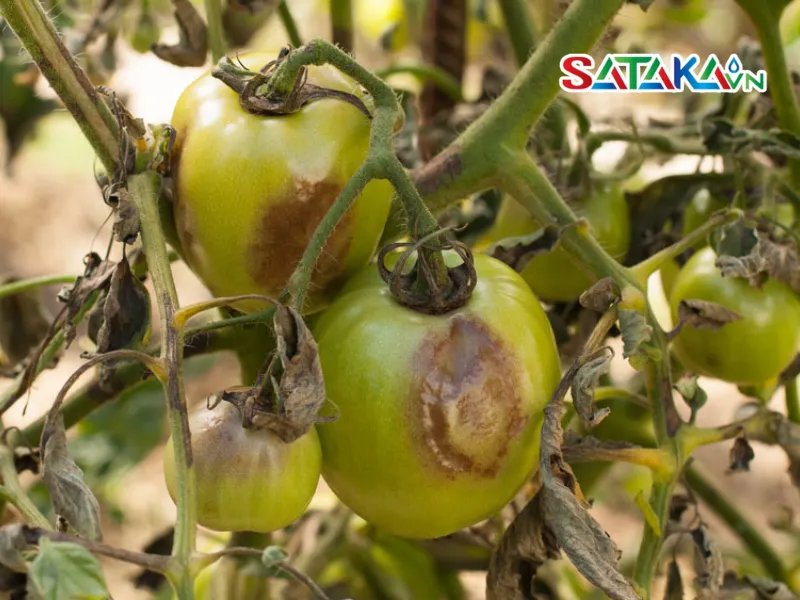 Actual Pictures of Downy Mildew Disease on Tomato Plants