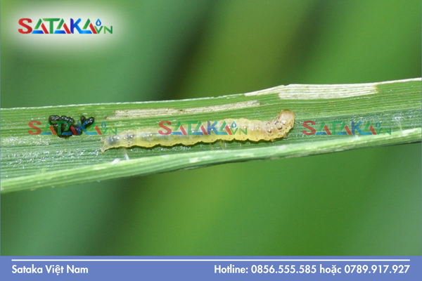 Hoạt chất Chlorfenapyr: Lối đánh khác biệt của Nhóm 13 IRAC