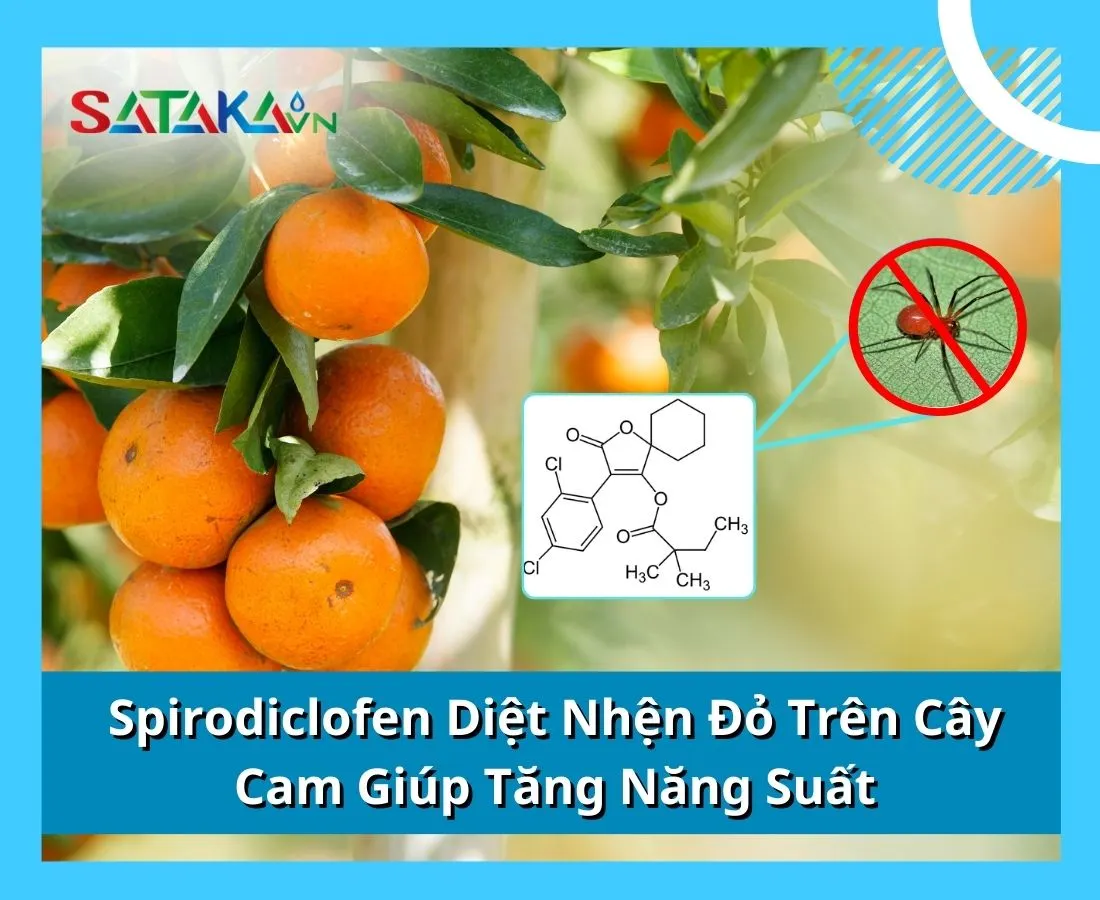 Spirodiclofen Diệt Nhện Đỏ Trên Cây Cam Giúp Tăng Năng Suất