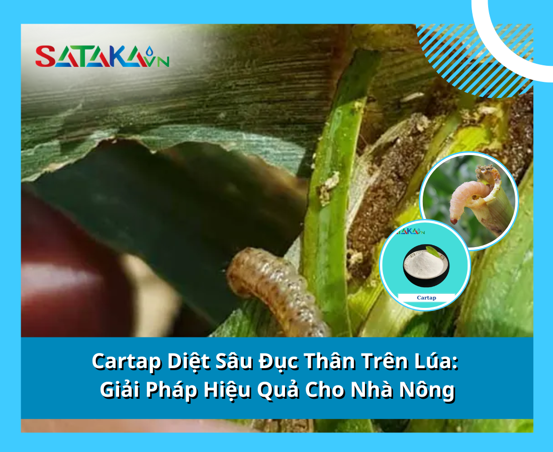 Cartap Diệt Sâu Đục Thân Trên Lúa:  Giải Pháp Hiệu Quả Cho Nhà Nông