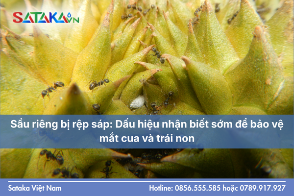 Sầu riêng bị rệp sáp: Dấu hiệu nhận biết sớm để bảo vệ mắt cua và trái non