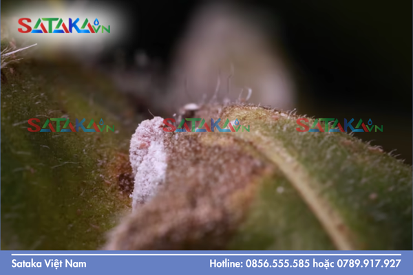  Câu hỏi thường gặp