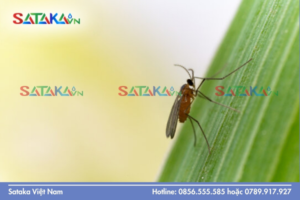 Muỗi hành là gì và đặc điểm nhận dạng cơ bản