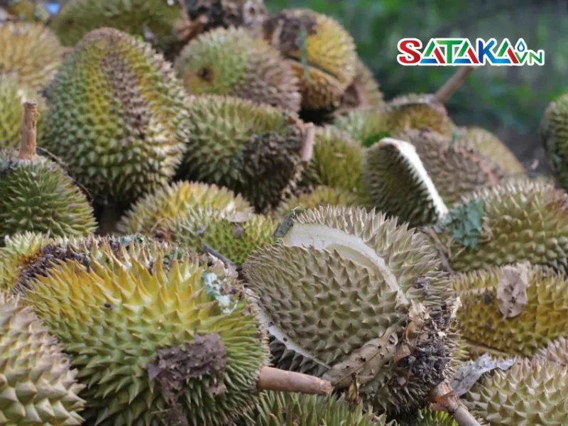 Fruit rot disease in durian trees