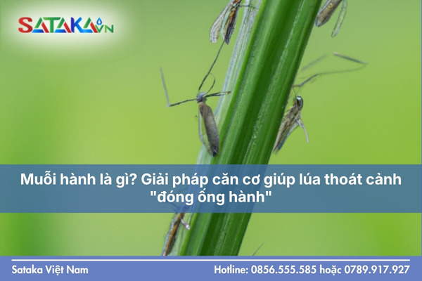 Muỗi hành là gì? Giải pháp căn cơ giúp lúa thoát cảnh "đóng ống hành"